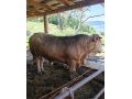 predam-byka-small-1
