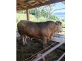 predam-byka-small-2