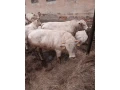 plemenny-byk-small-2