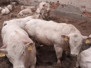 plemenny-byk