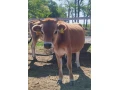 jersey-dobytok-small-2