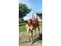 jersey-dobytok-small-0