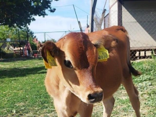jersey-dobytok