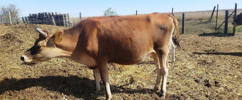 jersey-dobytok-big-3