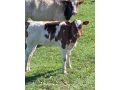 predam-byka-small-2