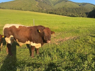 plemenny-byk-pinzgau