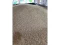 psenica-jacmen-small-3