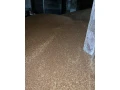 psenica-jacmen-small-0