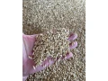 psenica-jacmen-small-4
