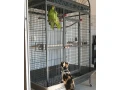 voliera-small-4