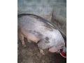 kanadsky-durok-small-0