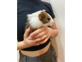 morske-prasiatka-small-1