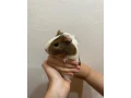 morske-prasiatka-small-0