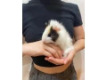 morske-prasiatka-small-4