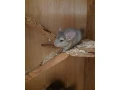 predam-samceka-cincila-small-2