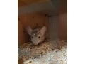 predam-samceka-cincila-small-1