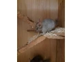 predam-samceka-cincila-small-0