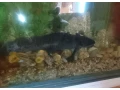 axelot-small-1
