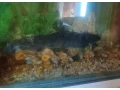 axelot-small-0