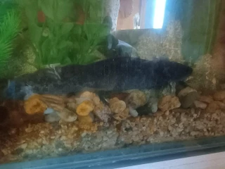 axelot