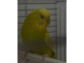 andulky-small-1