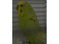 andulky-small-2