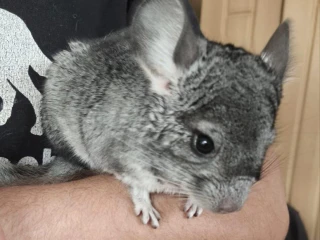 cincilky