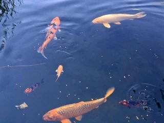 koi-kapor