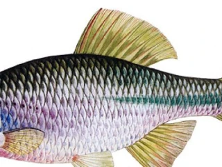 rytko-riecne-unio-pictorumasklabka-velka-anodonta-cygnea