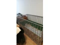 predam-klietku-small-0