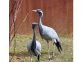 zeriav-stepny-grus-virgo-small-0