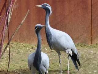 zeriav-stepny-grus-virgo
