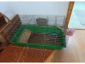kralik-s-klietkou-small-2