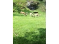 daniel-skvrnity-small-2