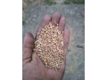 predam-psenicu-small-1