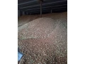 predam-psenicu-small-0