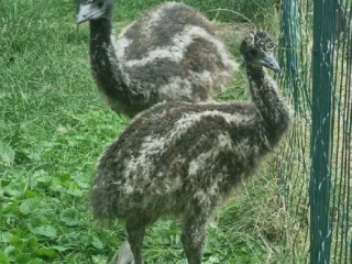 predam-emu