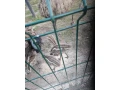 predam-mlade-pstrosi-small-4