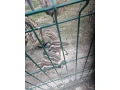 predam-mlade-pstrosi-small-0
