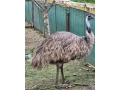 predam-emu-samicu-small-3