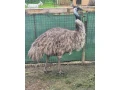 predam-emu-samicu-small-1