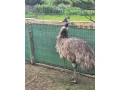 predam-emu-samicu-small-2