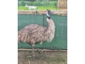 predam-emu-samicu-small-0