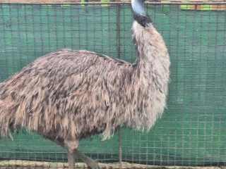 predam-emu-samicu