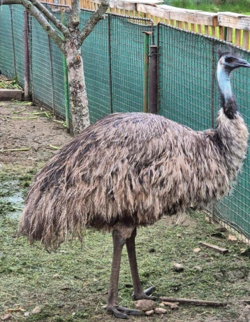 predam-emu-samicu-big-3