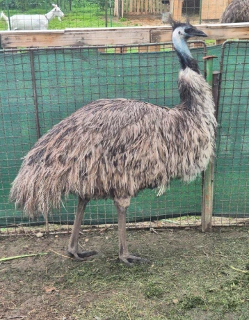 predam-emu-samicu-big-1