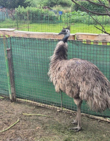 predam-emu-samicu-big-2