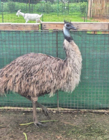 predam-emu-samicu-big-0
