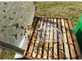 predam-produkcne-vcelstvo-small-1