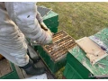predam-produkcne-vcelstvo-small-2